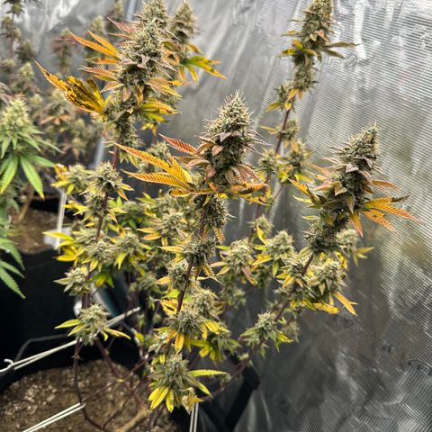 Grape Cream Cake ORGANIC growlog timeline photo