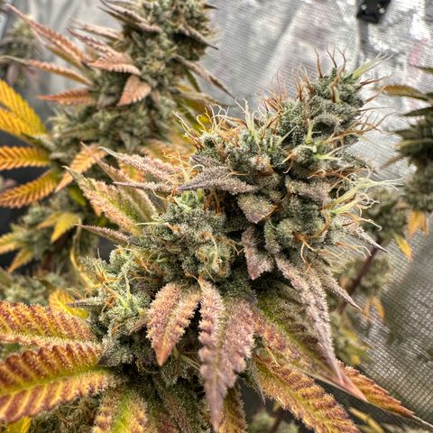 Grape Cream Cake ORGANIC growlog timeline photo