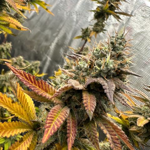 Grape Cream Cake ORGANIC growlog timeline photo