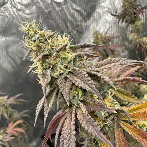 GovernMint Oasis ORGANIC growlog timeline photo