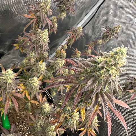GovernMint Oasis ORGANIC growlog timeline photo
