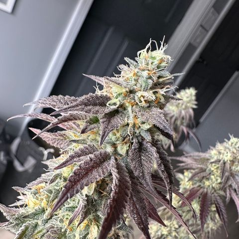 GovernMint Oasis ORGANIC growlog timeline photo