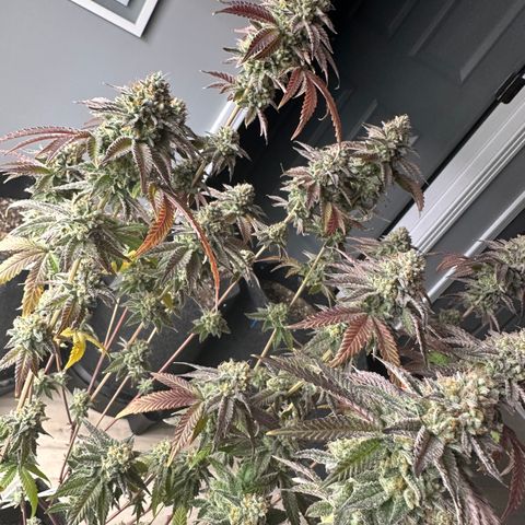 GovernMint Oasis ORGANIC growlog timeline photo