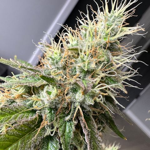 Skunktek Sour Diesel ORGANIC growlog timeline photo