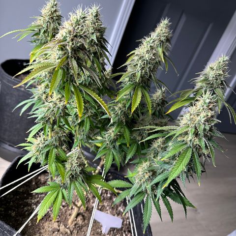 Skunktek Sour Diesel ORGANIC growlog timeline photo