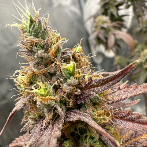 Sundae Driver ORGANIC growlog timeline photo