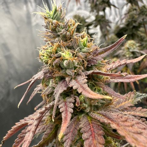 Sundae Driver ORGANIC growlog timeline photo