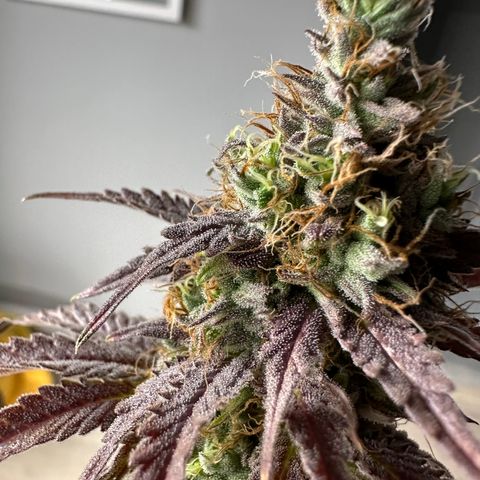 Sundae Driver ORGANIC growlog timeline photo