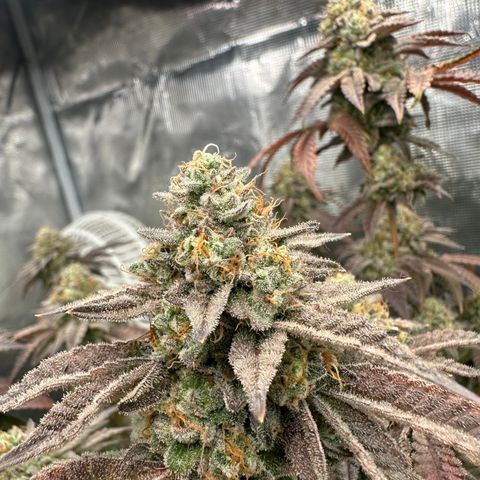 Grandi Guava ORGANIC growlog timeline photo