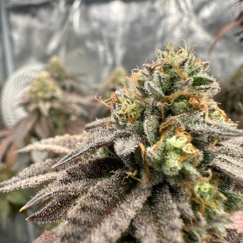 Grandi Guava ORGANIC growlog timeline photo