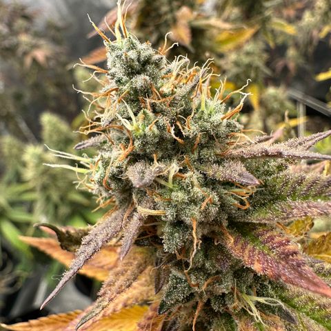 Grape Cream Cake ORGANIC growlog timeline photo