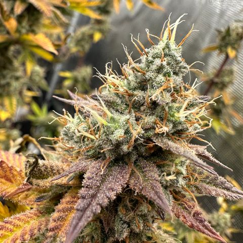Grape Cream Cake ORGANIC growlog timeline photo