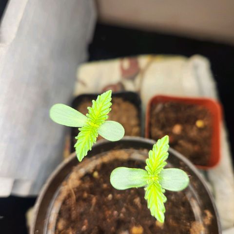 Mystery Strain growlog timeline photo