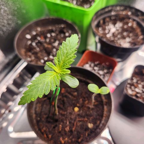 Mystery Strain growlog photo: 2nd leaves coming in good!!!!