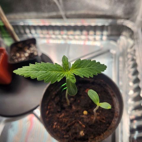 Mystery Strain growlog timeline photo