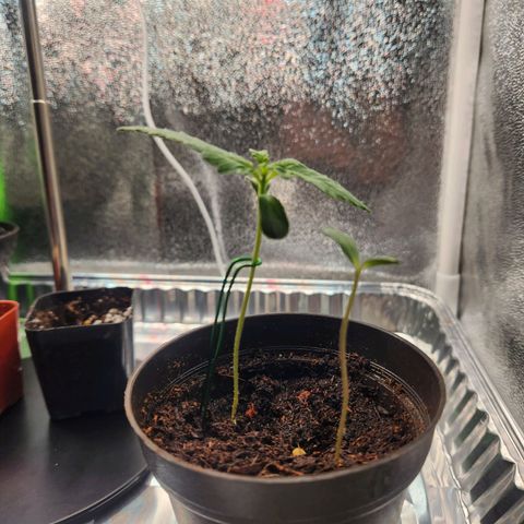 Mystery Strain growlog timeline photo
