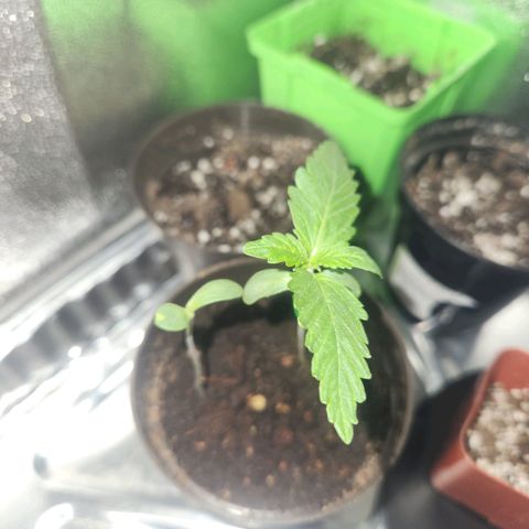 Mystery Strain growlog photo: Around 6pm 