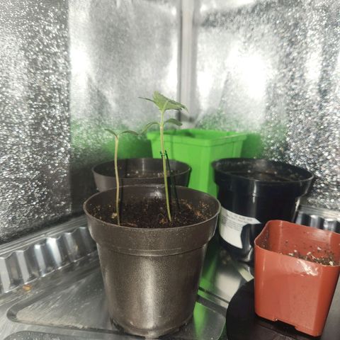 Mystery Strain growlog photo: Around 6pm 