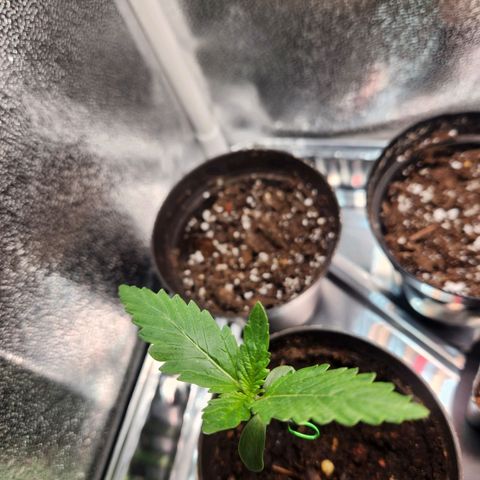 Mystery Strain growlog photo: Taken at 7am
The other one in the same pot hasn't put out any more leaves, thinking it's done for soon. 
