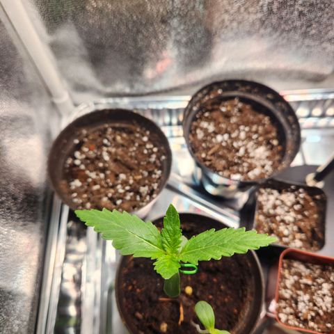 Mystery Strain growlog photo: Taken at 7am
The other one in the same pot hasn't put out any more leaves, thinking it's done for soon. 