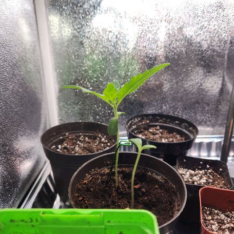 Mystery Strain growlog photo: Taken at 7am
The other one in the same pot hasn't put out any more leaves, thinking it's done for soon. 