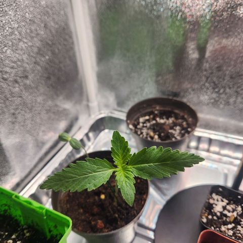 Mystery Strain growlog photo: Taken at 7am