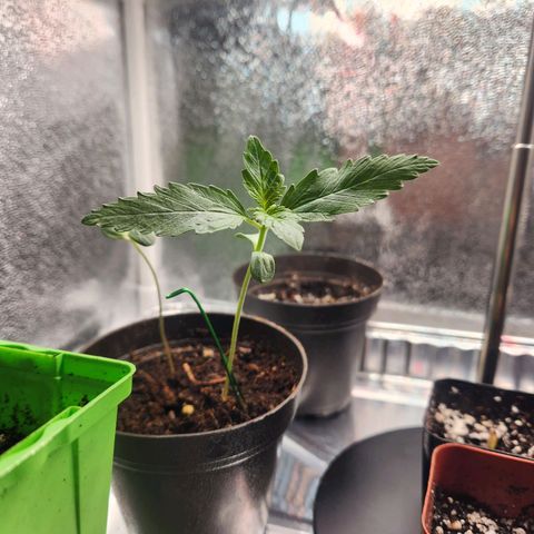 Mystery Strain growlog photo: Taken at 7am