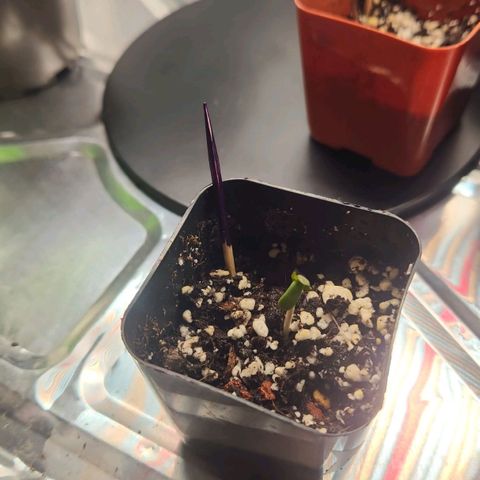 Purple growlog timeline photo