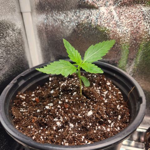 Mystery Strain growlog photo: Removed the 2nd plant in there since it wasn't growing. Transplanted into a bigger pot since I learned they need a bigger pot. This is my first time growing so we're winging it!