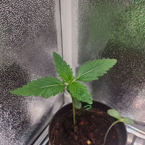 Mystery Strain growlog photo: Removed the 2nd plant in there since it wasn't growing. Transplanted into a bigger pot since I learned they need a bigger pot. This is my first time growing so we're winging it!