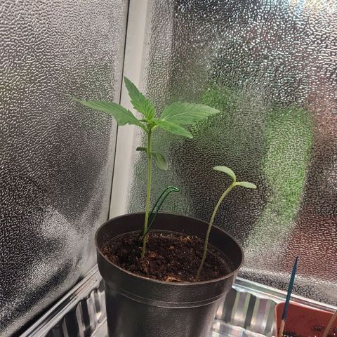 Mystery Strain growlog photo: Removed the 2nd plant in there since it wasn't growing. Transplanted into a bigger pot since I learned they need a bigger pot. This is my first time growing so we're winging it!