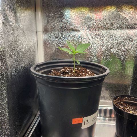 Mystery Strain growlog photo: Removed the 2nd plant in there since it wasn't growing. Transplanted into a bigger pot since I learned they need a bigger pot. This is my first time growing so we're winging it!