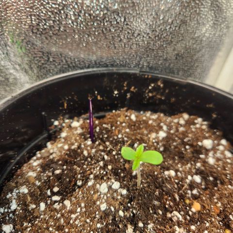 Purple growlog photo: Transplanted into bigger pot