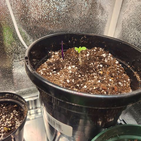 Purple growlog photo: Transplanted into bigger pot
