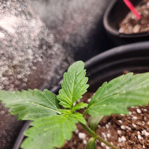 Mystery Strain growlog photo: It has survived the transplant and I see 6 new leaves!!