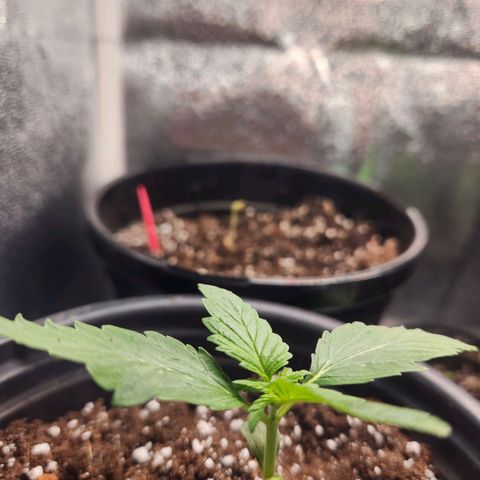 Mystery Strain growlog photo: It has survived the transplant and I see 6 new leaves!!