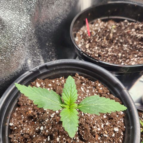 Mystery Strain growlog photo: It has survived the transplant and I see 6 new leaves!!