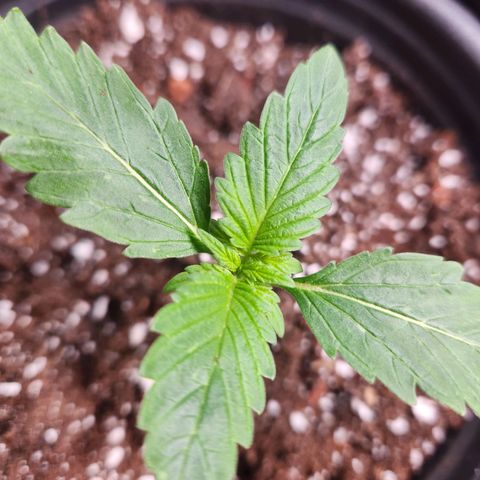 Mystery Strain growlog photo: It has survived the transplant and I see 6 new leaves!!