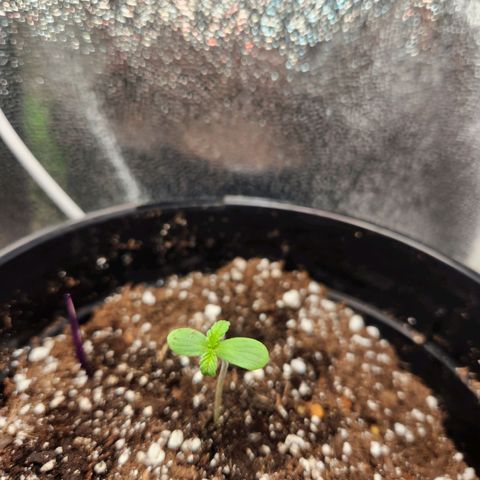 Purple growlog photo: Taken @2pm