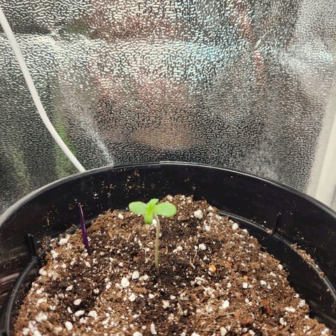 Purple growlog photo: Taken @2pm