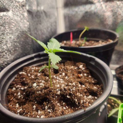 Mystery Strain growlog photo: Taken at 7am