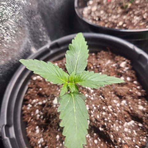 Mystery Strain growlog photo: Taken at 7am