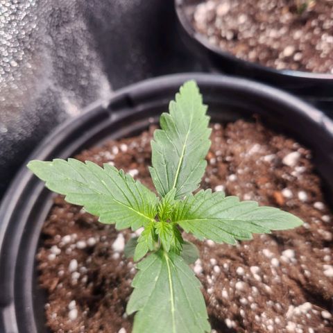 Mystery Strain growlog photo: Taken at 7am