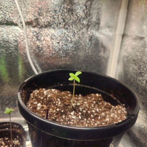 Purple growlog photo: Taken at 7am