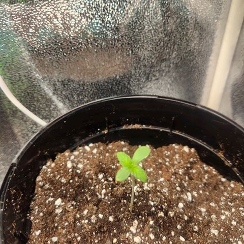 Purple growlog photo: Taken at 7am