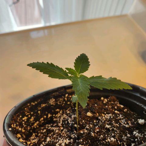 Mystery Strain growlog photo: Look at those sets of leaves coming in nicely!!!