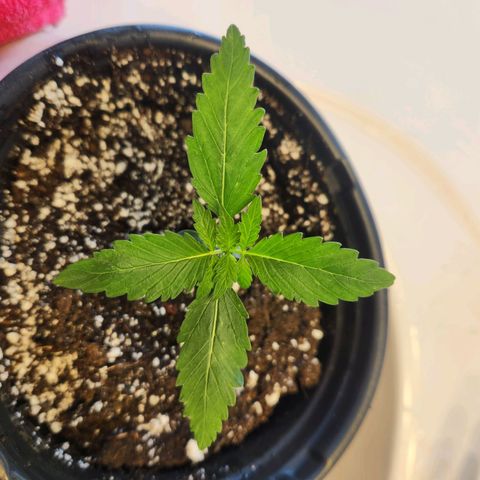 Mystery Strain growlog photo: Look at those sets of leaves coming in nicely!!!