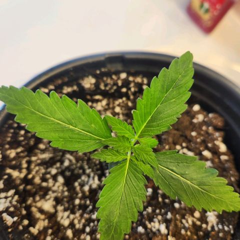 Mystery Strain growlog photo: Look at those sets of leaves coming in nicely!!!