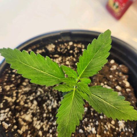 Mystery Strain growlog photo: Look at those sets of leaves coming in nicely!!!