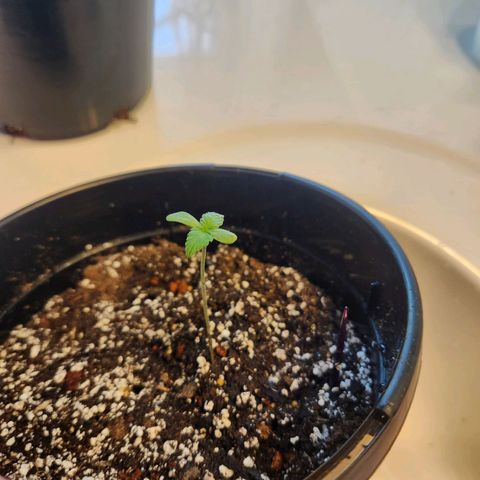 Purple growlog timeline photo